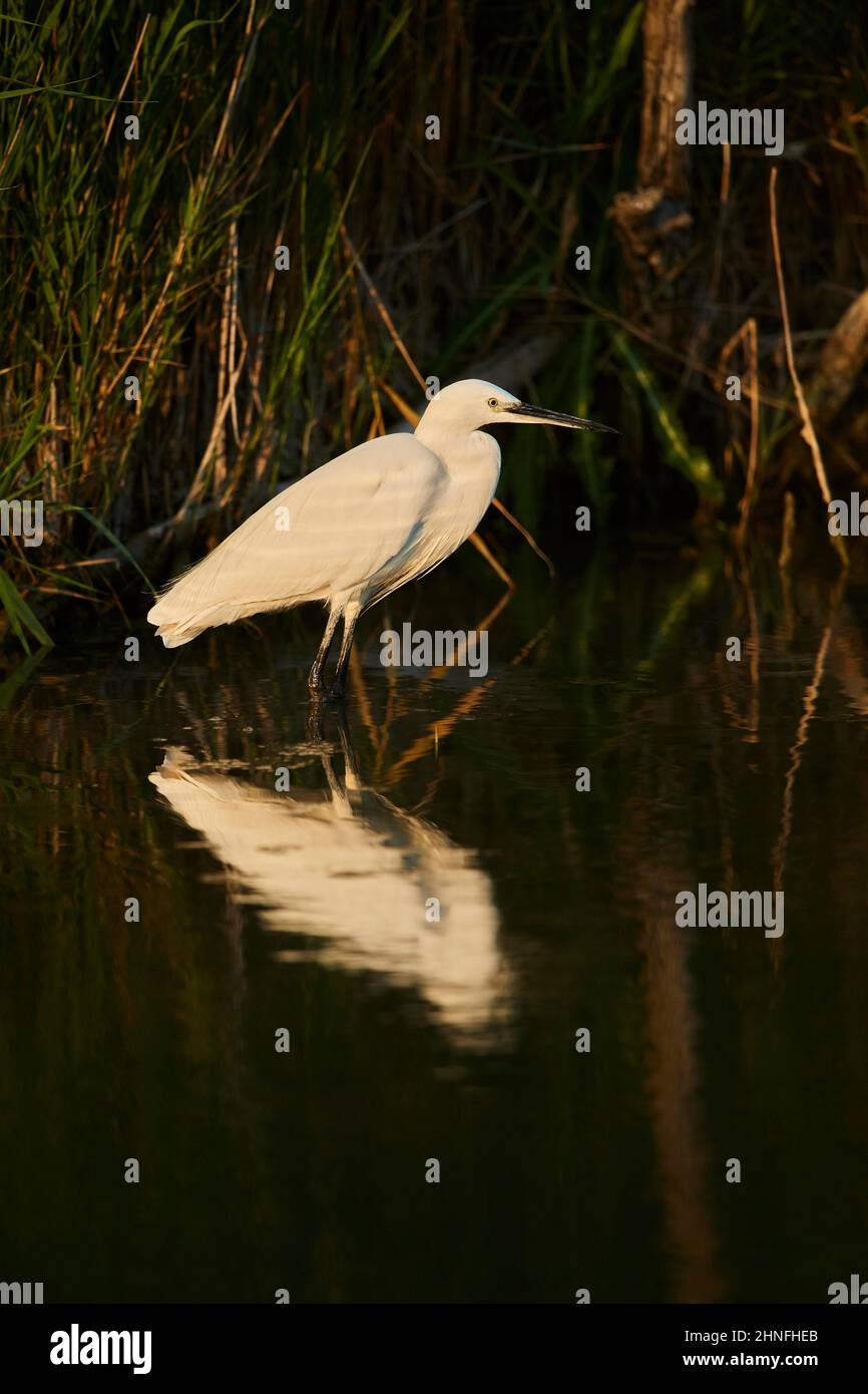 Petit aigrette (Egretta garzetta) sur la rive, Parc naturel régional de Camargue, France Banque D'Images