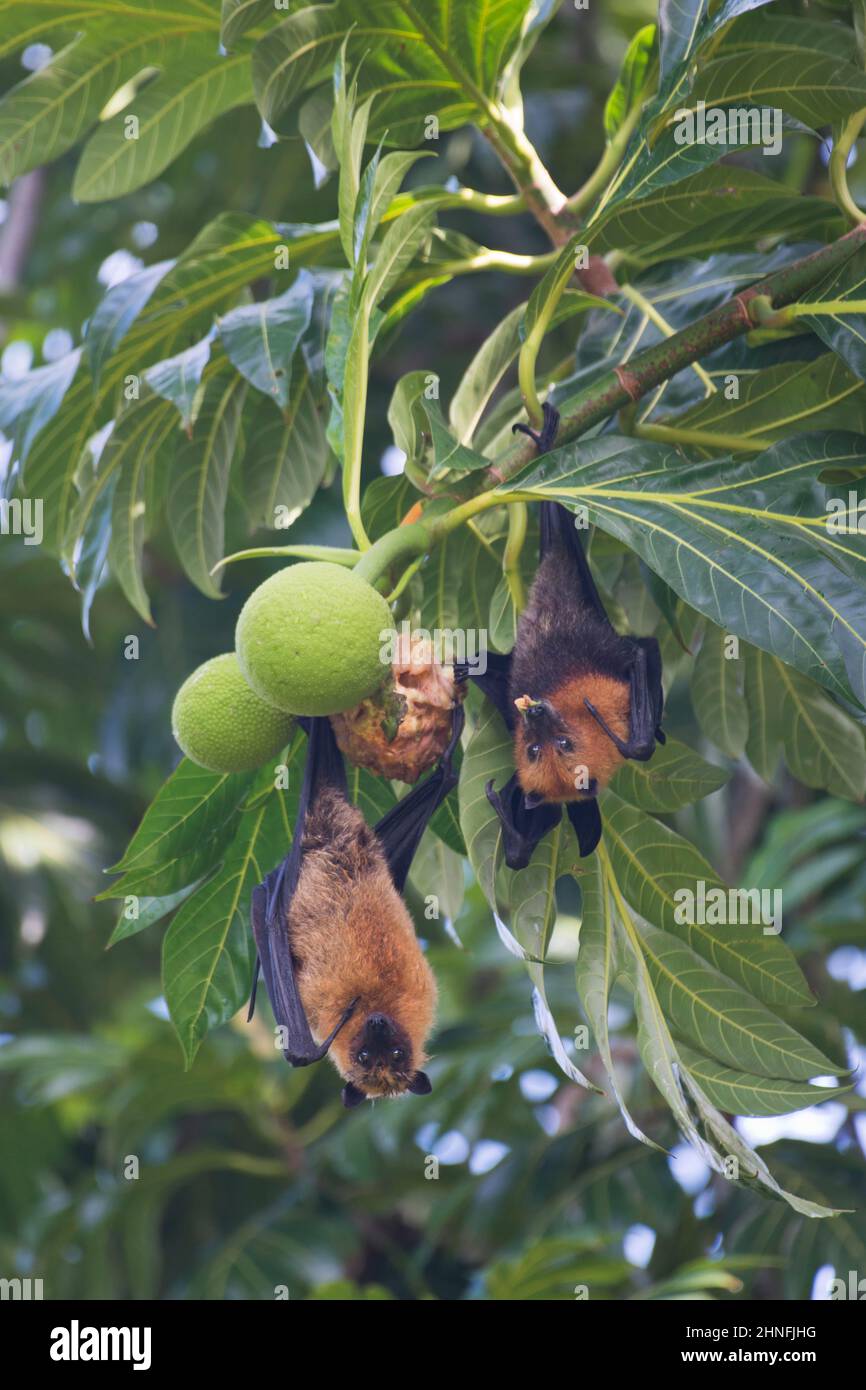 Chauve-souris aux Seychelles (Pteropus seychellensis), Mahé, Seychelles Banque D'Images