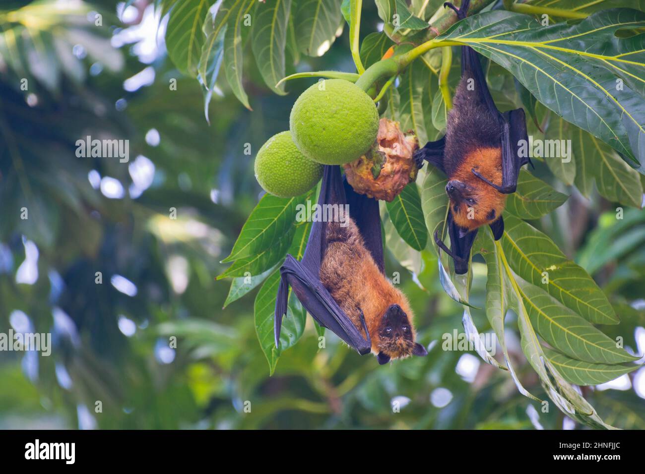 Chauve-souris aux Seychelles (Pteropus seychellensis), Mahé, Seychelles Banque D'Images