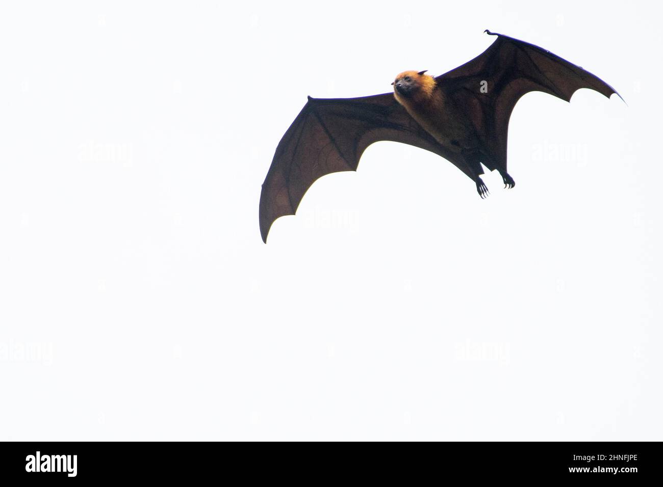 Chauve-souris aux Seychelles (Pteropus seychellensis), Mahé, Seychelles Banque D'Images