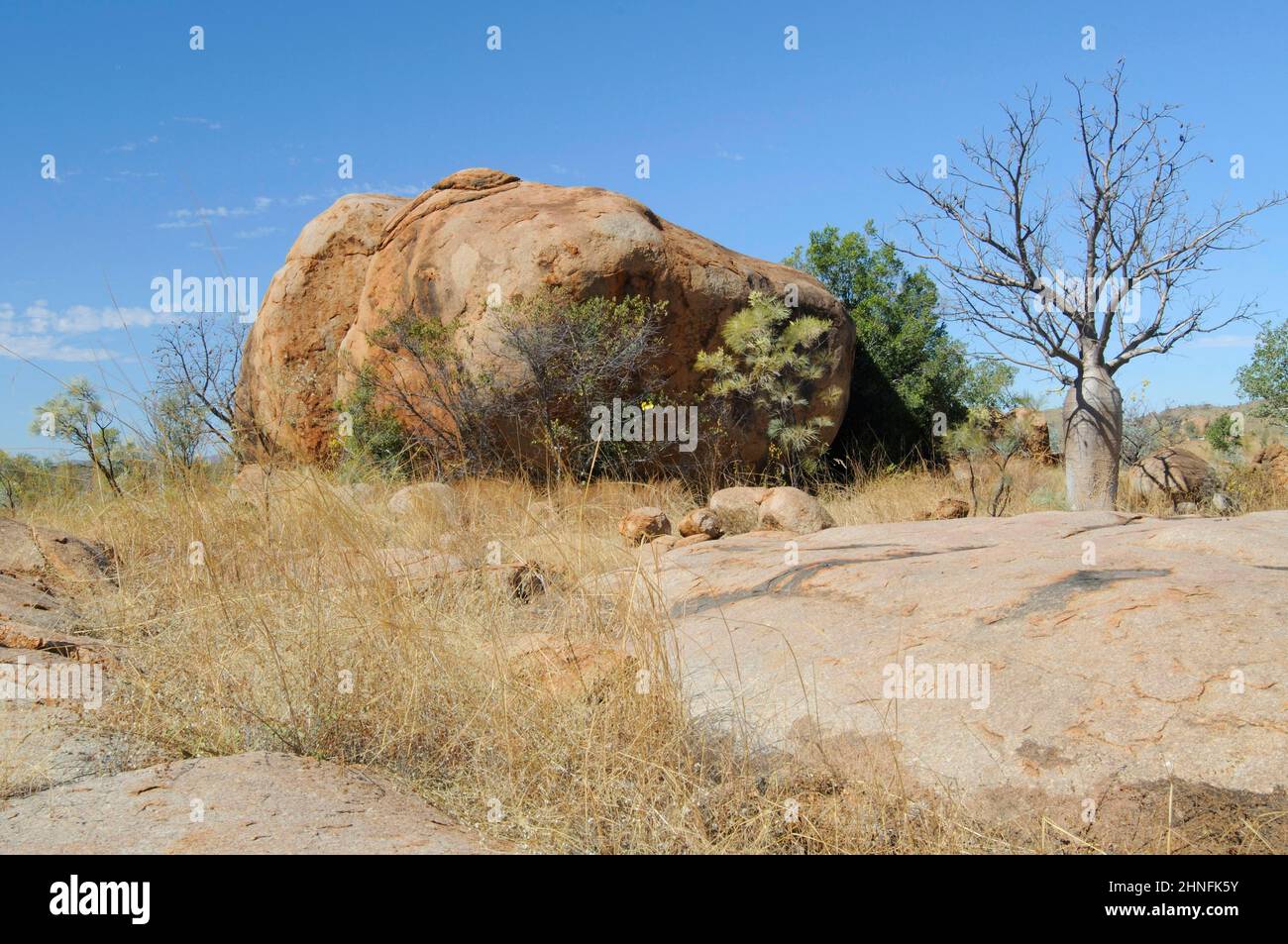 Boab australien (Adansonia gregorii) un rock, Kimberley, Australie Banque D'Images