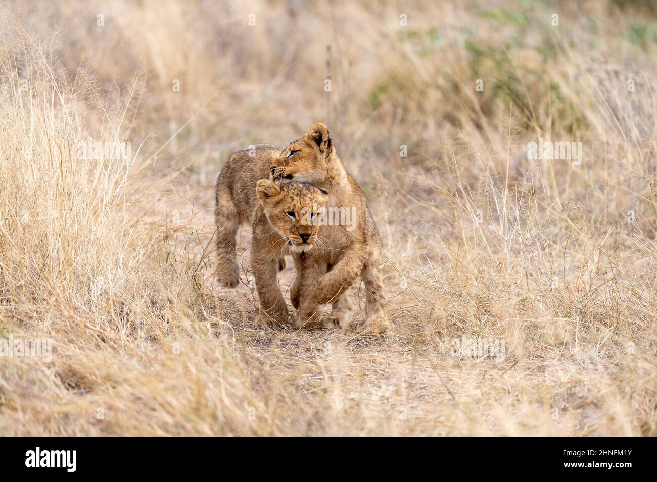 Lion (Panthera leo) Cubs en cours de jeu à travers la région, Londolozi Game Reserve, Afrique du Sud Banque D'Images