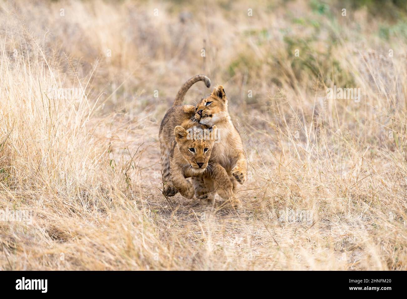 Lion (Panthera leo) Cubs en cours de jeu à travers la région, Londolozi Game Reserve, Afrique du Sud Banque D'Images