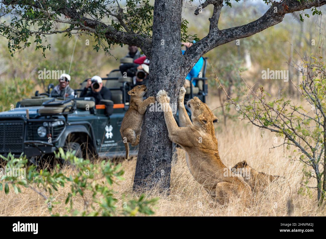 Lion (Panthera leo) la famille des lions aiguise leurs griffes sur un arbre, réserve de gibier de Lonlozi, Afrique du Sud Banque D'Images