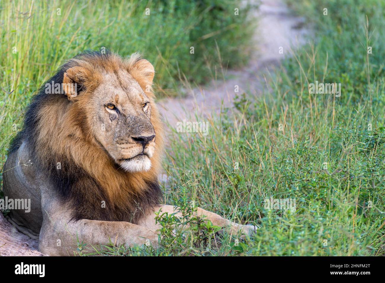 Lion (Panthera leo) allongé sur une piste de terre, camp de Mombo, Botswana Banque D'Images