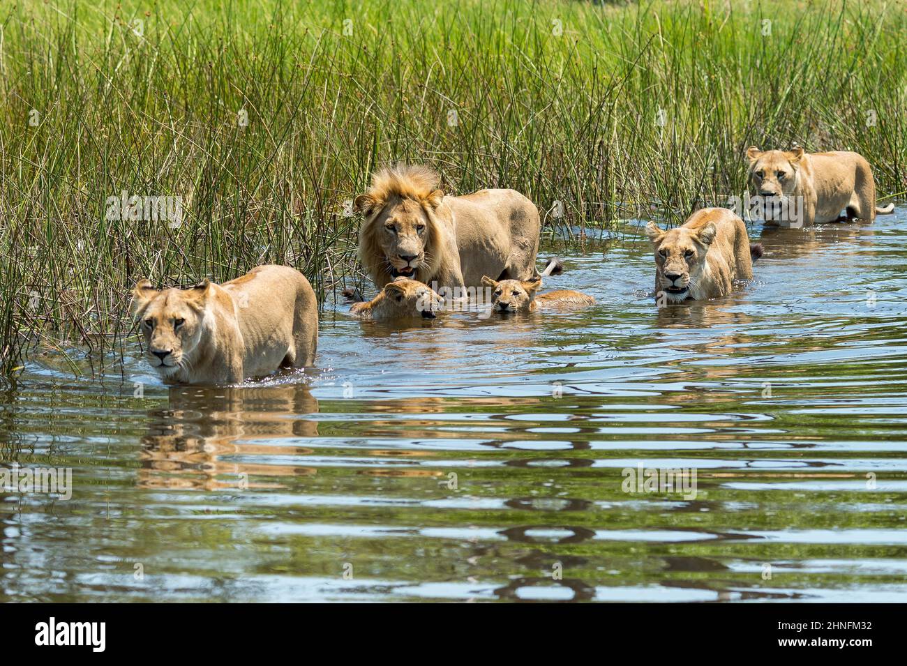 Lion (Panthera leo) famille des lions traversant un cours d'eau, camp des plaines de Vumbura, Botswana Banque D'Images