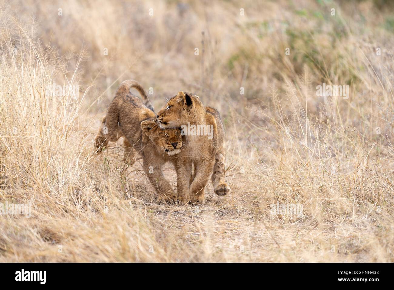 Lion (Panthera leo) Cubs en cours de jeu à travers la région, Londolozi Game Reserve, Afrique du Sud Banque D'Images