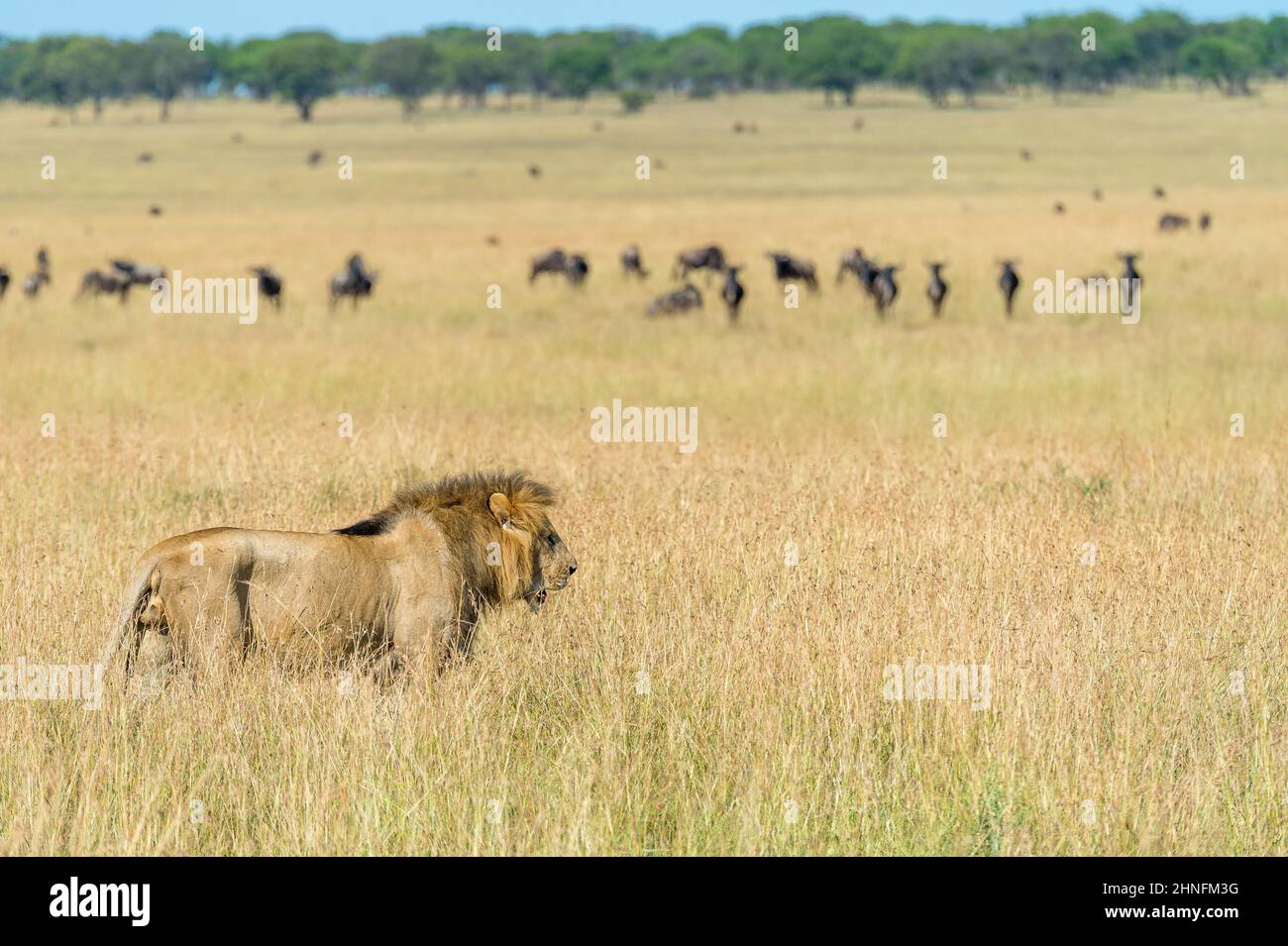 Lion (Panthera leo) lion mâle passant devant un troupeau de wildebeest, Olakira Mara Camp, North Serengeti, Tanzanie Banque D'Images