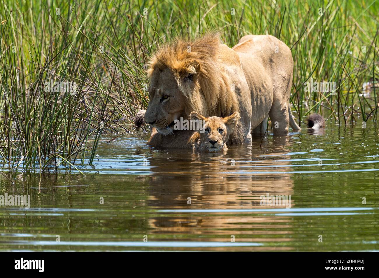 Lion (Panthera leo) lion masculin et jeune traversant un cours d'eau, camp des plaines de Vumbura, Botswana Banque D'Images