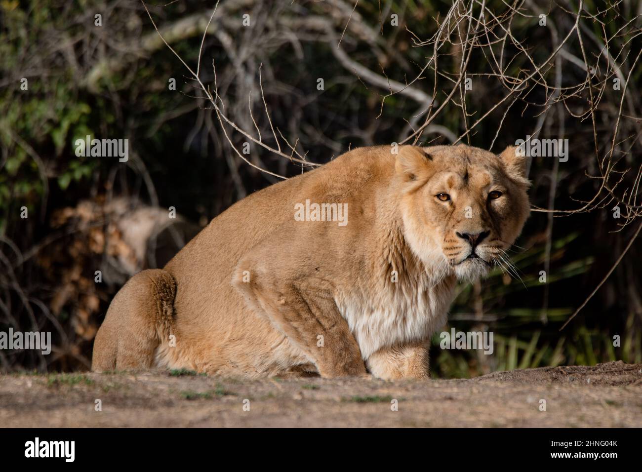 Piqueuse de lioness asiatique, regardant devant l'appareil photo (Panthera leo persica) Banque D'Images