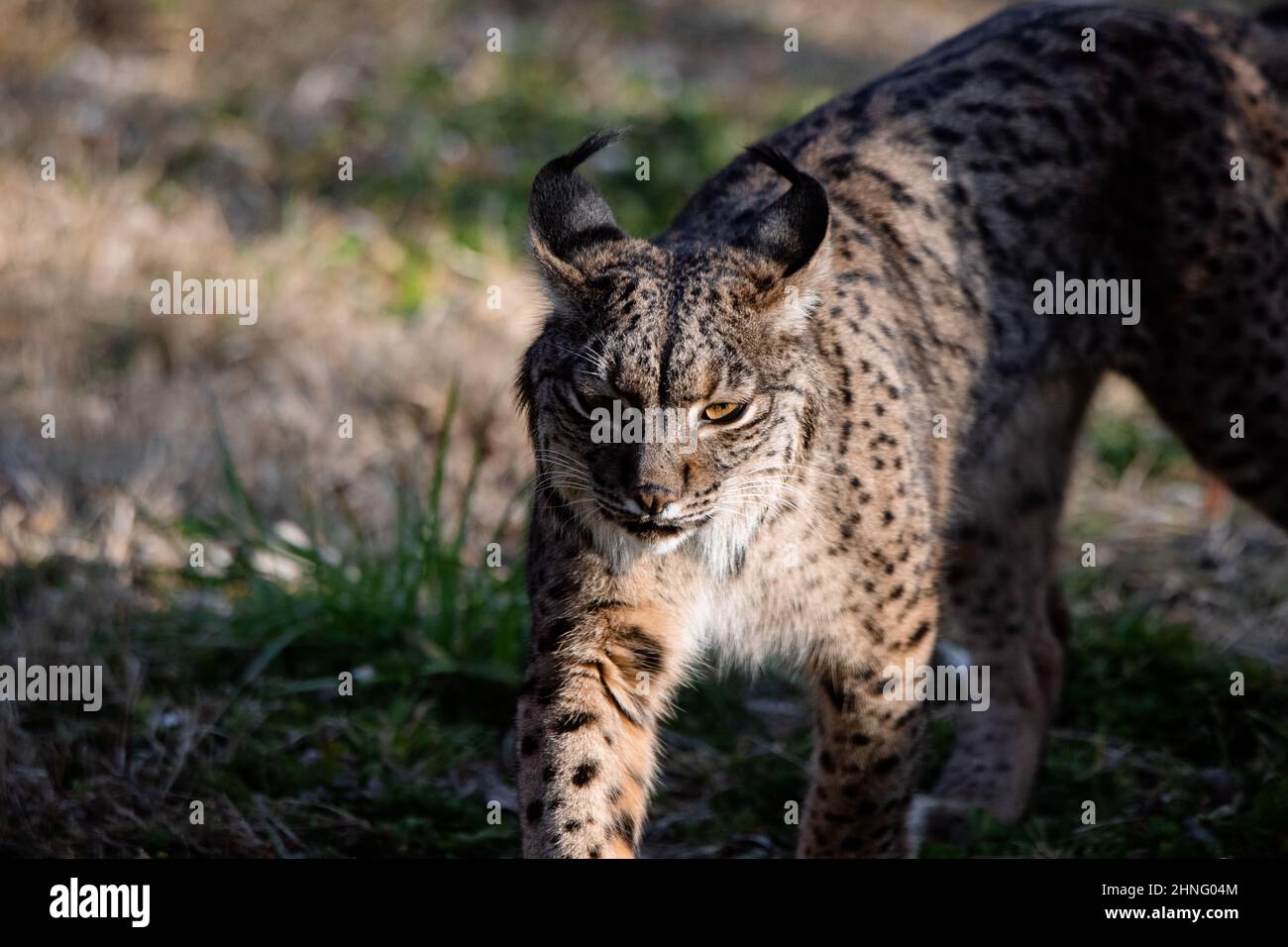 Gros plan sur un lynx ibérique (Lynx pardinus), espèce sauvage de chat originaire de la péninsule ibérique Banque D'Images