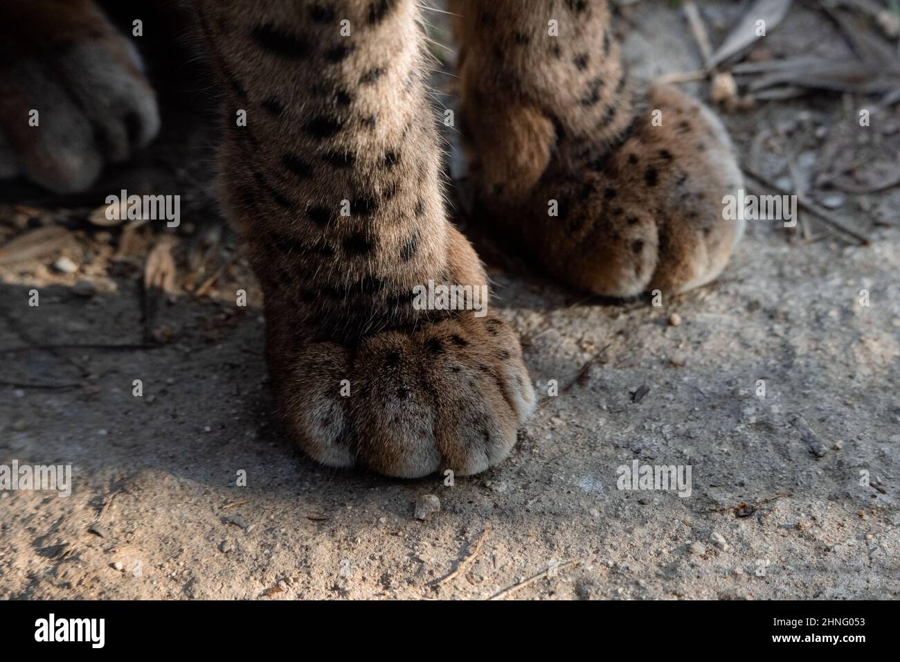 Détail des pattes moelleuses d'un lynx ibérique (Lynx pardinus) Banque D'Images