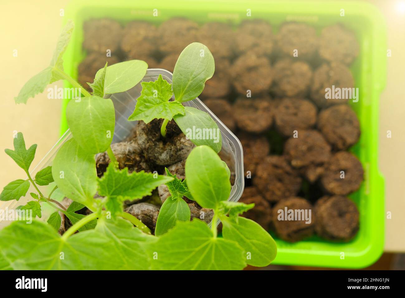 Plantules de concombres en pots de tourbe.plantules vertes en plateau de germination vert plantules en croissance.Jardinage et agriculture. Banque D'Images