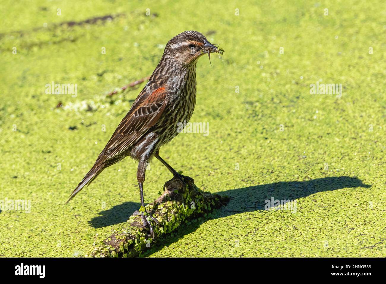 Femelle d'oiseau-noir à aigree rouge avec un bec rempli de nourriture rassemblée dans un marais rempli d'algues vertes qui produit de petits invertébrés sur lesquels elle peut se nourrir. Banque D'Images