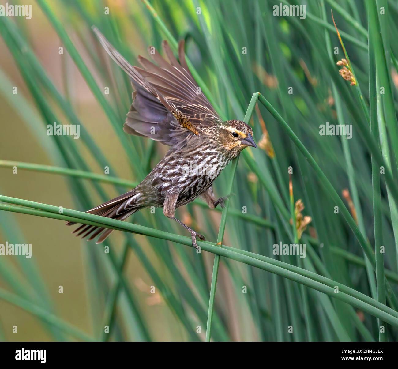 Photo d'action d'une femelle Blackbird ailé de rouge qui débarque sur un roseau vert frais. Banque D'Images