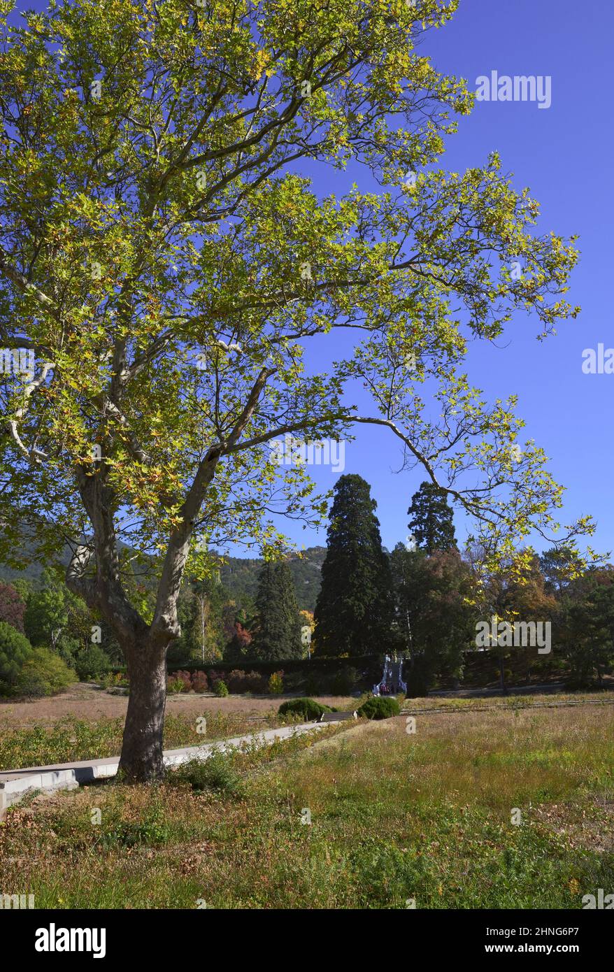 Arbres avec feuillage d'automne dans le parc contre le ciel bleu clair. Russie, Crimée, Massandra, 2019 Banque D'Images