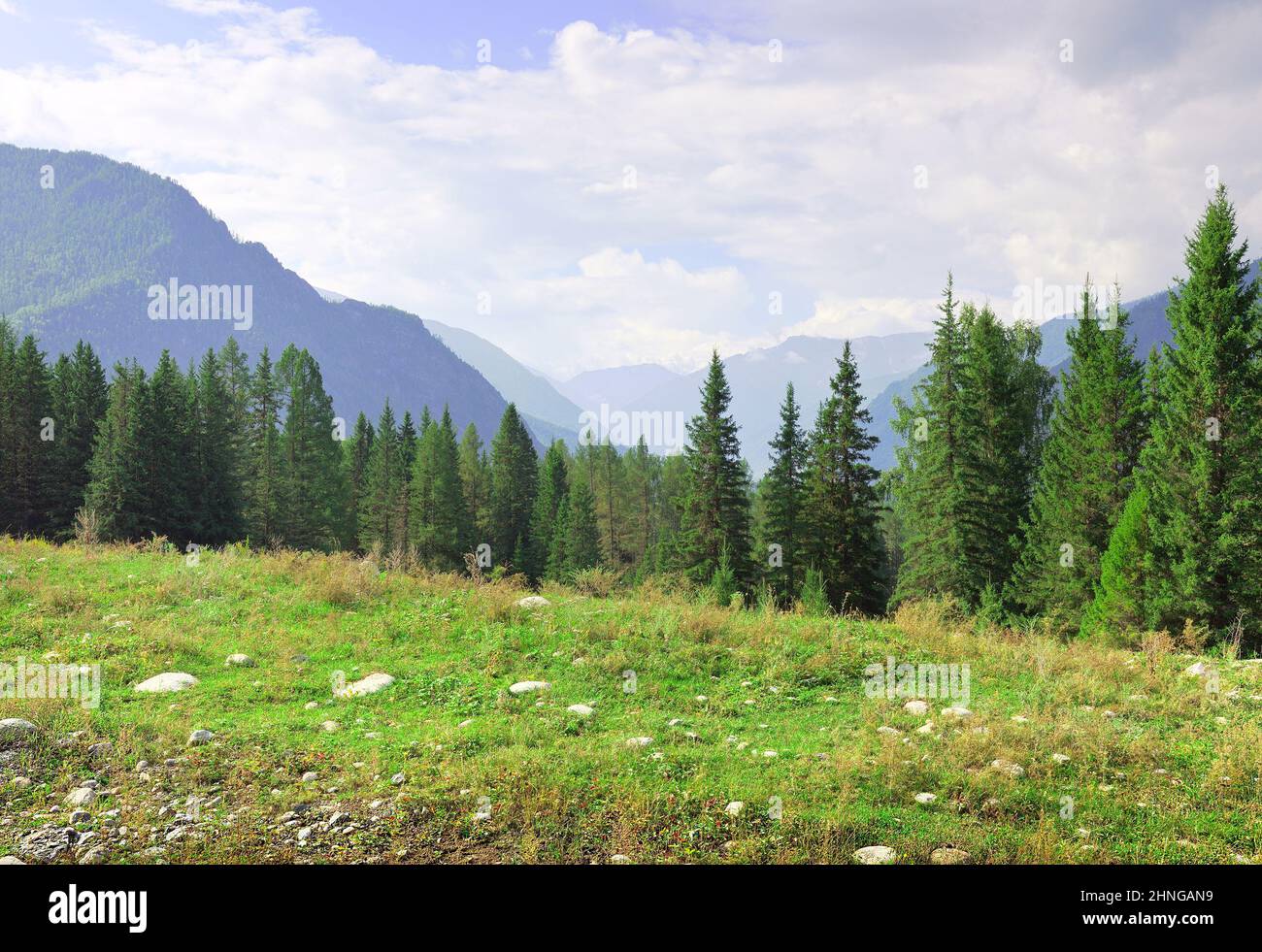 Une glade verte sur fond de sapins et de montagnes dans une brume sous un ciel bleu nuageux. Sibérie, Russie Banque D'Images