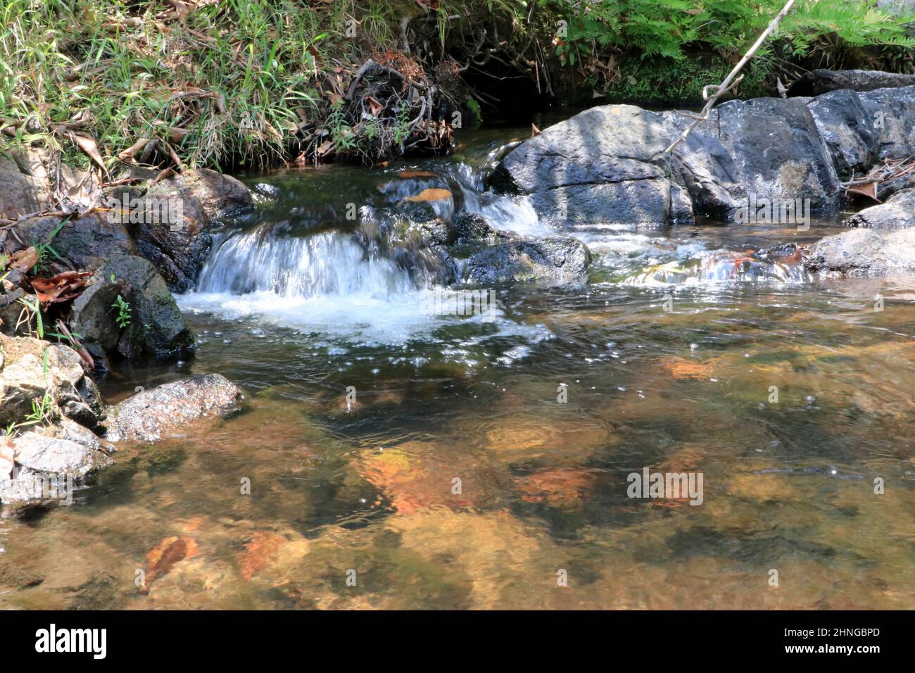 L'eau coule dans un ruisseau menant à la chute d'eau de Dzalanyama, dans la réserve forestière de Dzalanyama, au Malawi. La réserve forestière borde le Mozambique. Malawi. Banque D'Images