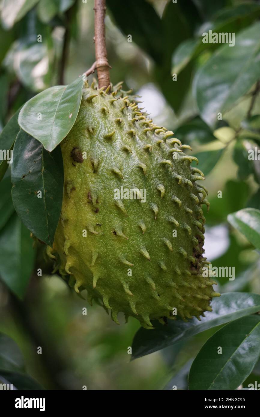 Soursop (Annona muricata L., sirsak, durian belanda, graviola, guyabano, guanábana) dans le jardin. Annona muricata est une espèce du genre Annona of Banque D'Images