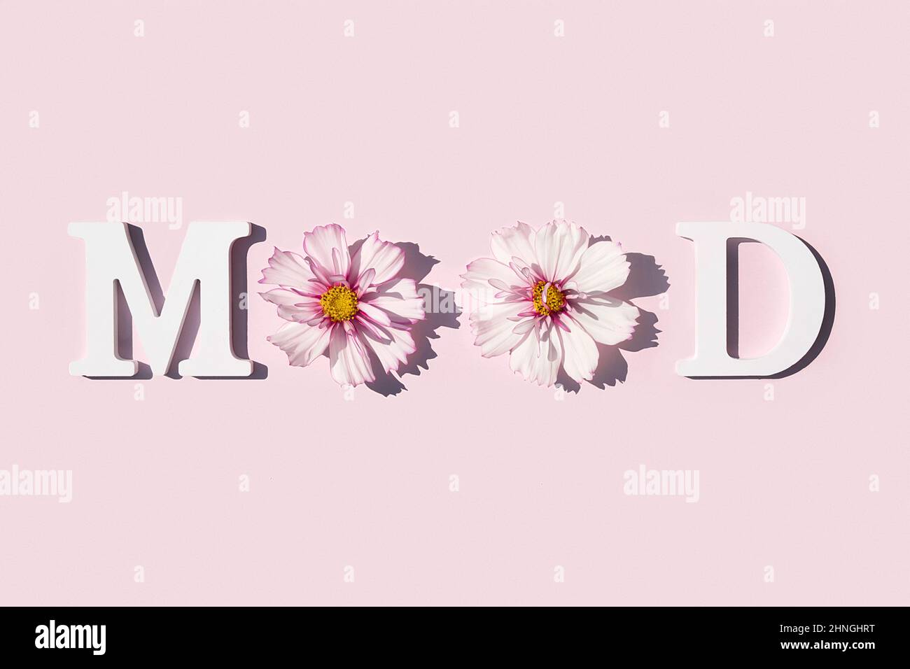 Humeur. Citation motivationnelle de lettres blanches et beauté de fleurs naturelles sur fond rose. Concept créatif citation inspirante de la journée. Banque D'Images