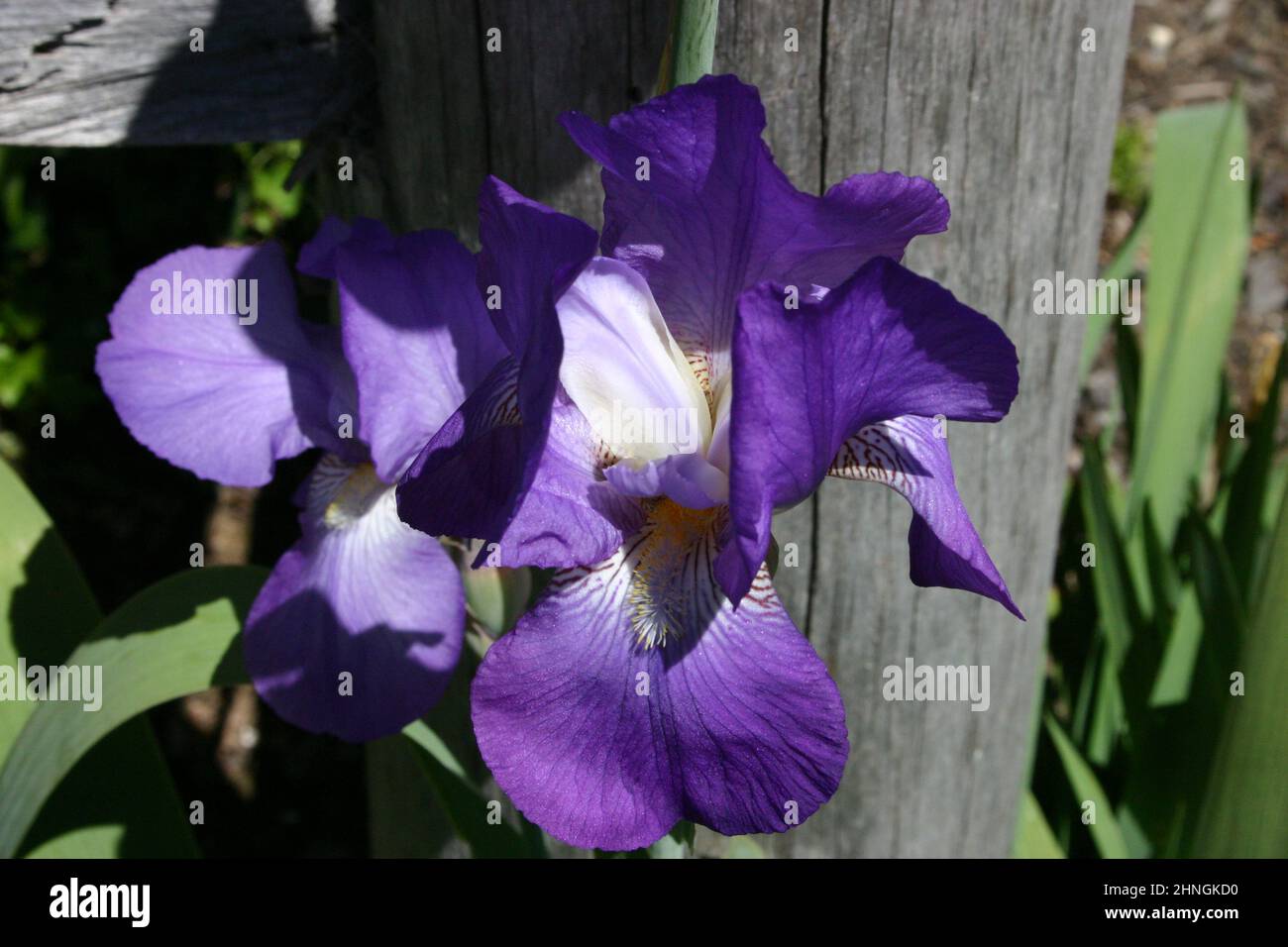 VIOLET IRIS FLEURS CROISSANT DANS UN JARDIN DE PAYS, AUSTRALIE. Banque D'Images