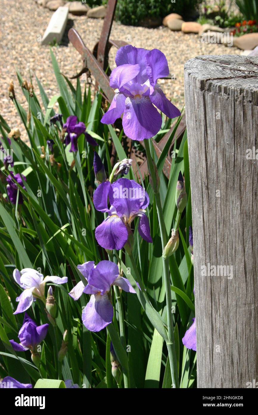 VIOLET IRIS FLEURS CROISSANT DANS UN JARDIN DE PAYS, AUSTRALIE. Banque D'Images
