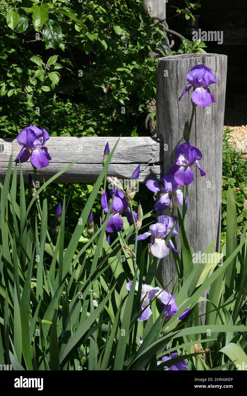 IRIS BARBUES VIOLET ET BLANC CROISSANT LE LONG D'UNE VIEILLE CLÔTURE EN BOIS DANS UN JARDIN DE CAMPAGNE À NEW SOUTH WALES, AUSTRALIE. Banque D'Images