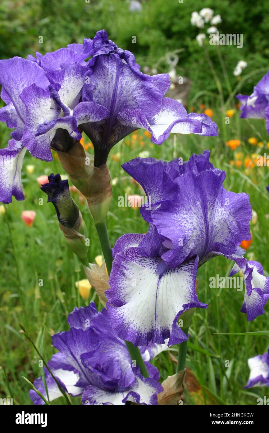 IRIS VIOLET & BLANC CROISSANT DANS UN JARDIN RURAL EN AUSTRALIE. Banque D'Images
