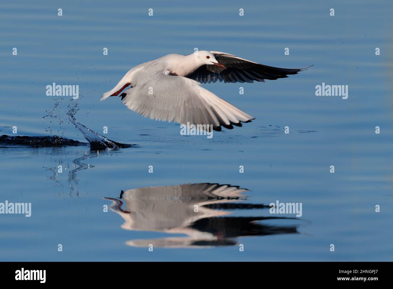 Gull à bec grêle, Orbetello (GR), Italie, janvier 2022 Banque D'Images