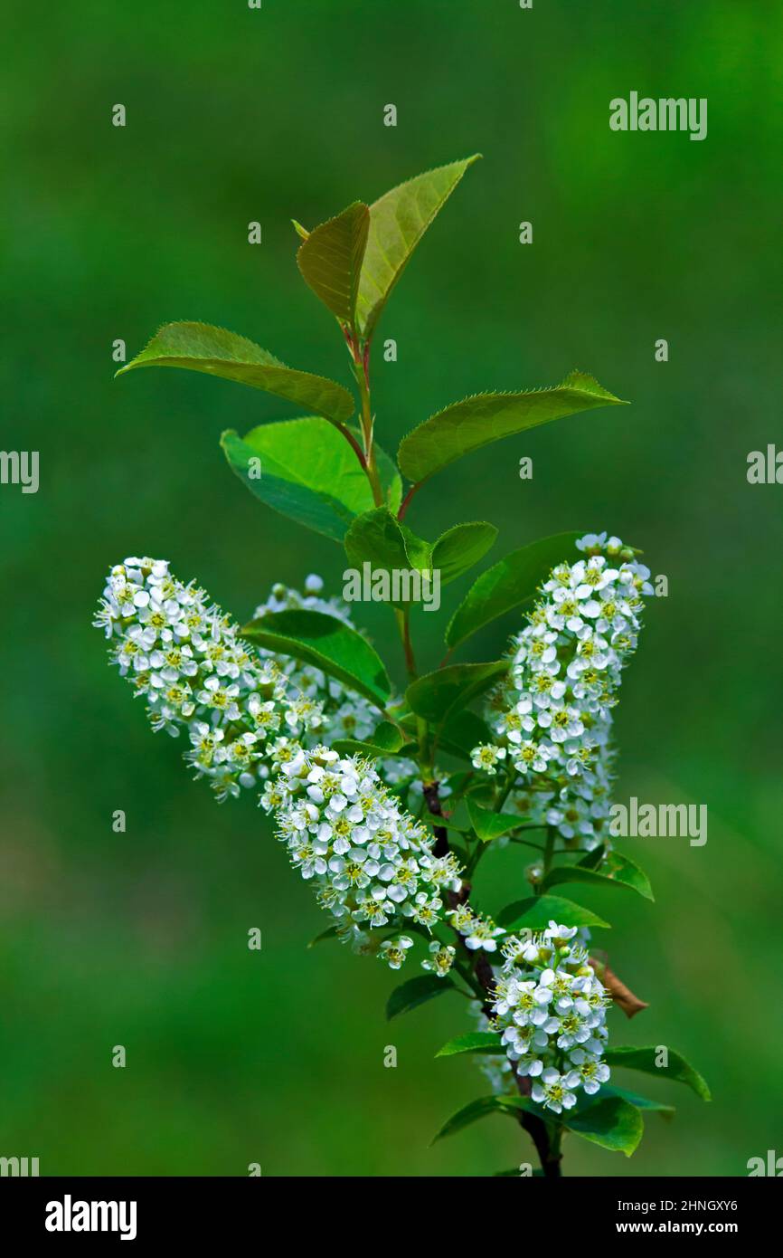 Chokeberry, en fleur dans les montagnes Pocono de Pennsylvanie. Le fruit un peu amer est une nourriture de la faune préférée. Banque D'Images