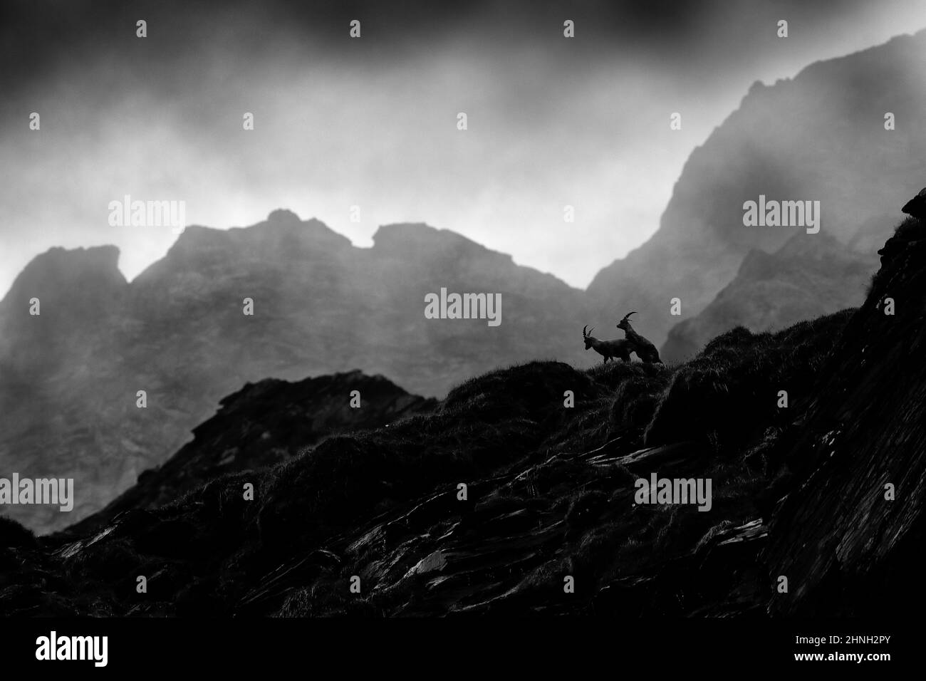 Combat Ibex sur le rocher. Alpine Ibex, Capra ibex, animaux dans l'habitat naturel, Italie. Nuit en haute montagne. Magnifique paysage de montagne avec deux ani Banque D'Images