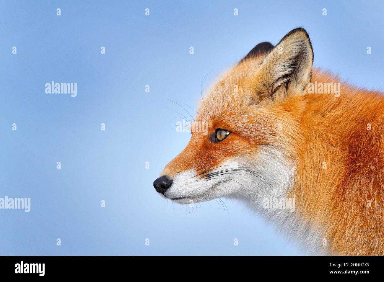 Renard, portrait en gros plan détaillé. Hiver nature. Renard roux dans la neige blanche. Hiver froid avec renard à fourrure d'orange. Animal de chasse dans la prairie enneigée, Japon. Beaut Banque D'Images