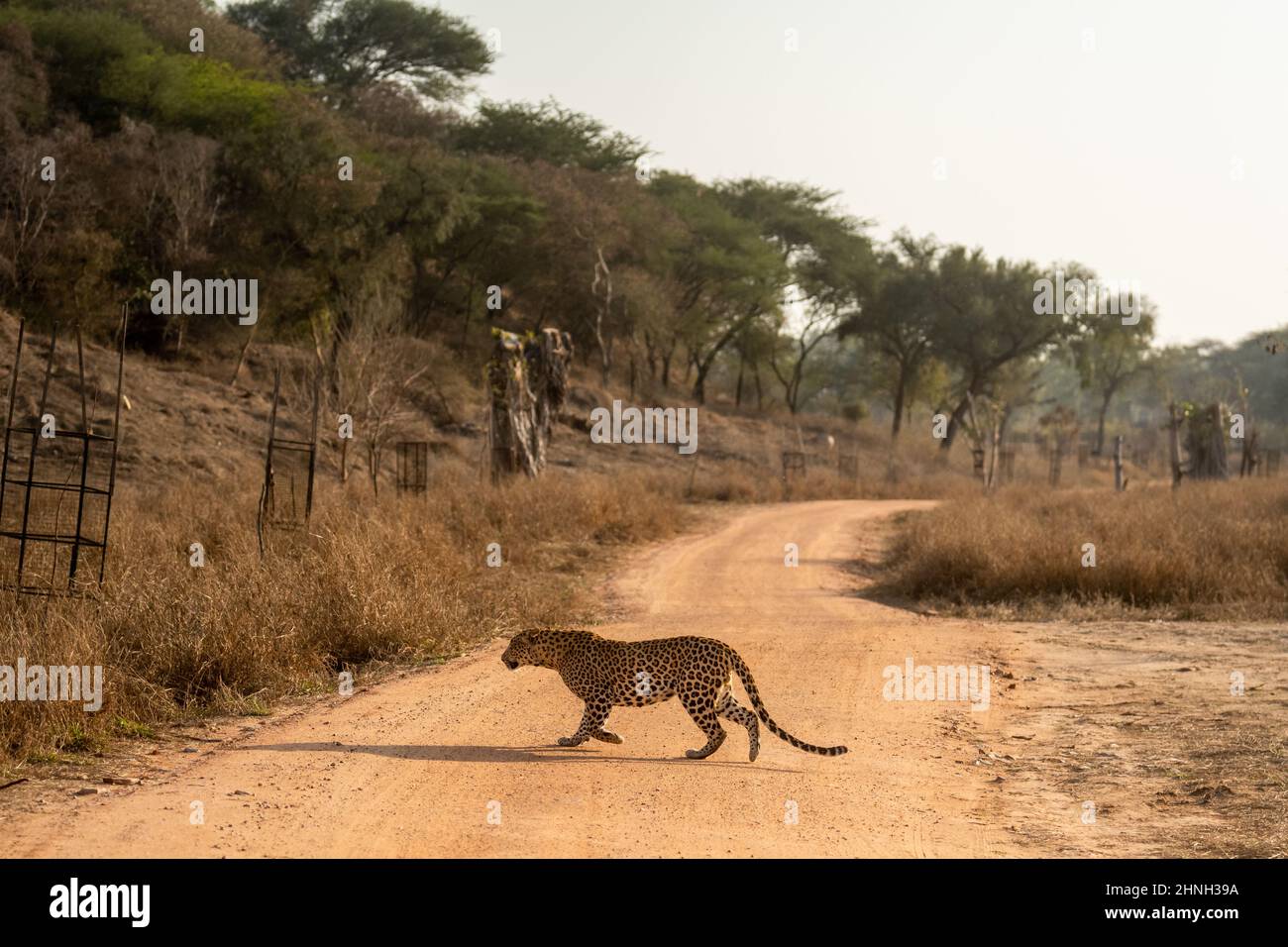 profil de léopard mâle sauvage indien ou de flanc de panthère sur une piste de course ou de traversée de forêt lors d'un safari en plein air dans la réserve de léopards de jhalana Banque D'Images