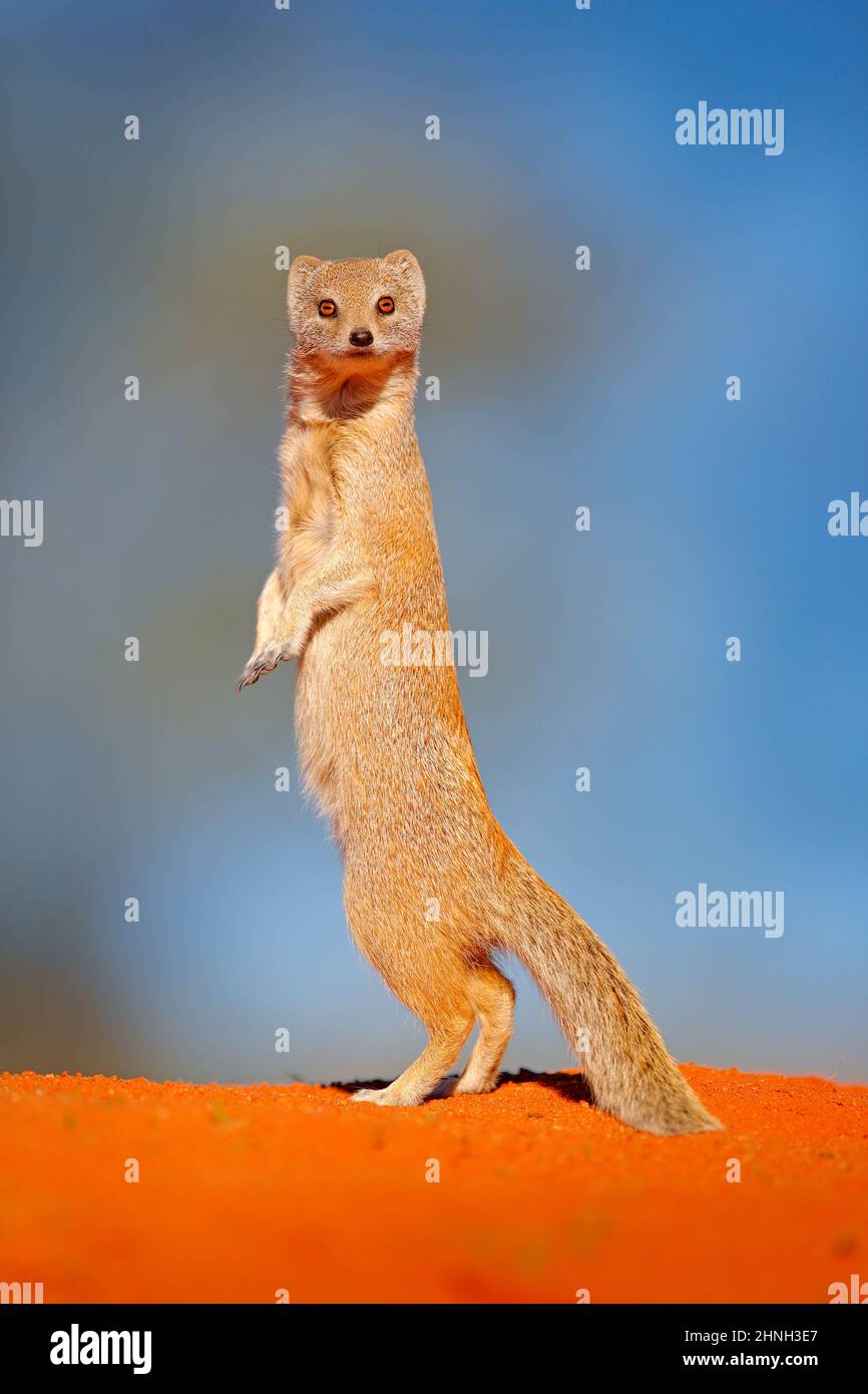 Mongoose drôle dans le sable rouge, Kgalagadi, Botswana, Afrique. Cynictis penicillata, Mongoose jaune, s'asseoir sur ses pattes arrière. Faune et flore d'Afrique. Mignon m Banque D'Images