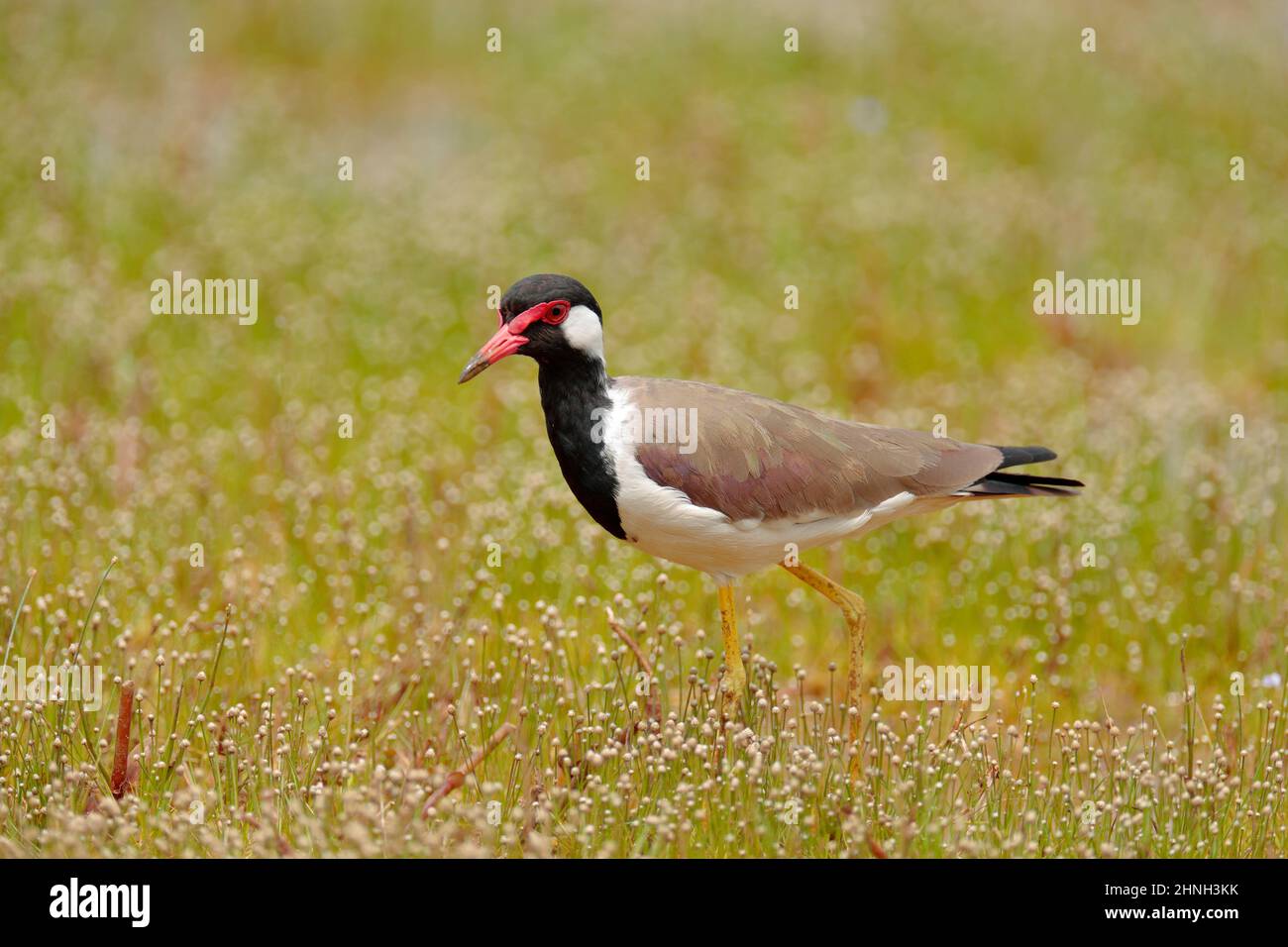 laponine à puissance rouge, Vanellus indicus, oiseau asiatique ou grand méandeur de pluvier de la famille des Charadriidae. Lapwing marchant dans le lac de l'herbe dans la nature h Banque D'Images