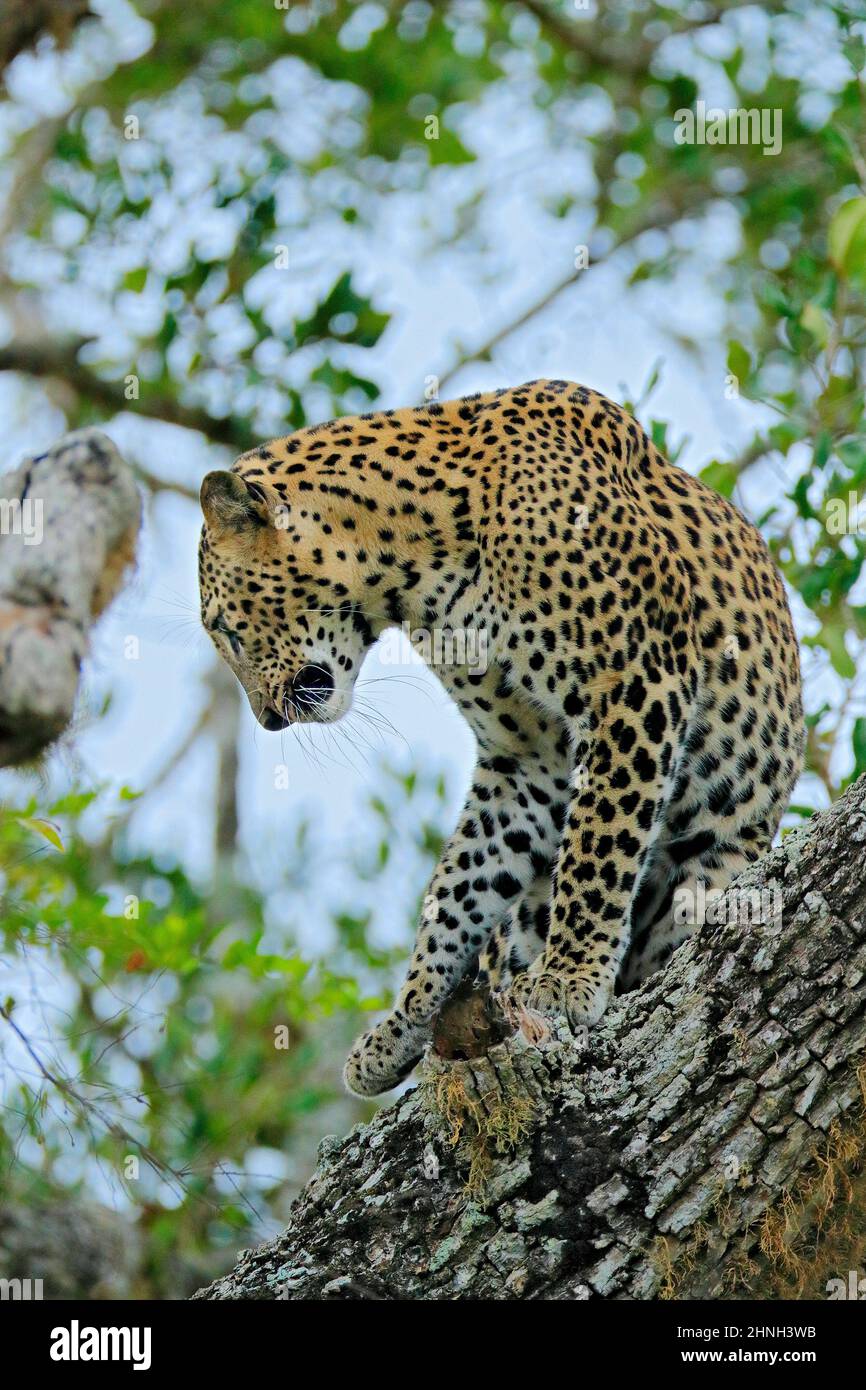 Léopard du Sri Lanka, Panthera pardus kotiya, grand chat tacheté allongé sur l'arbre dans l'habitat naturel, parc national de Yala, Sri Lanka. Leorad caché Banque D'Images