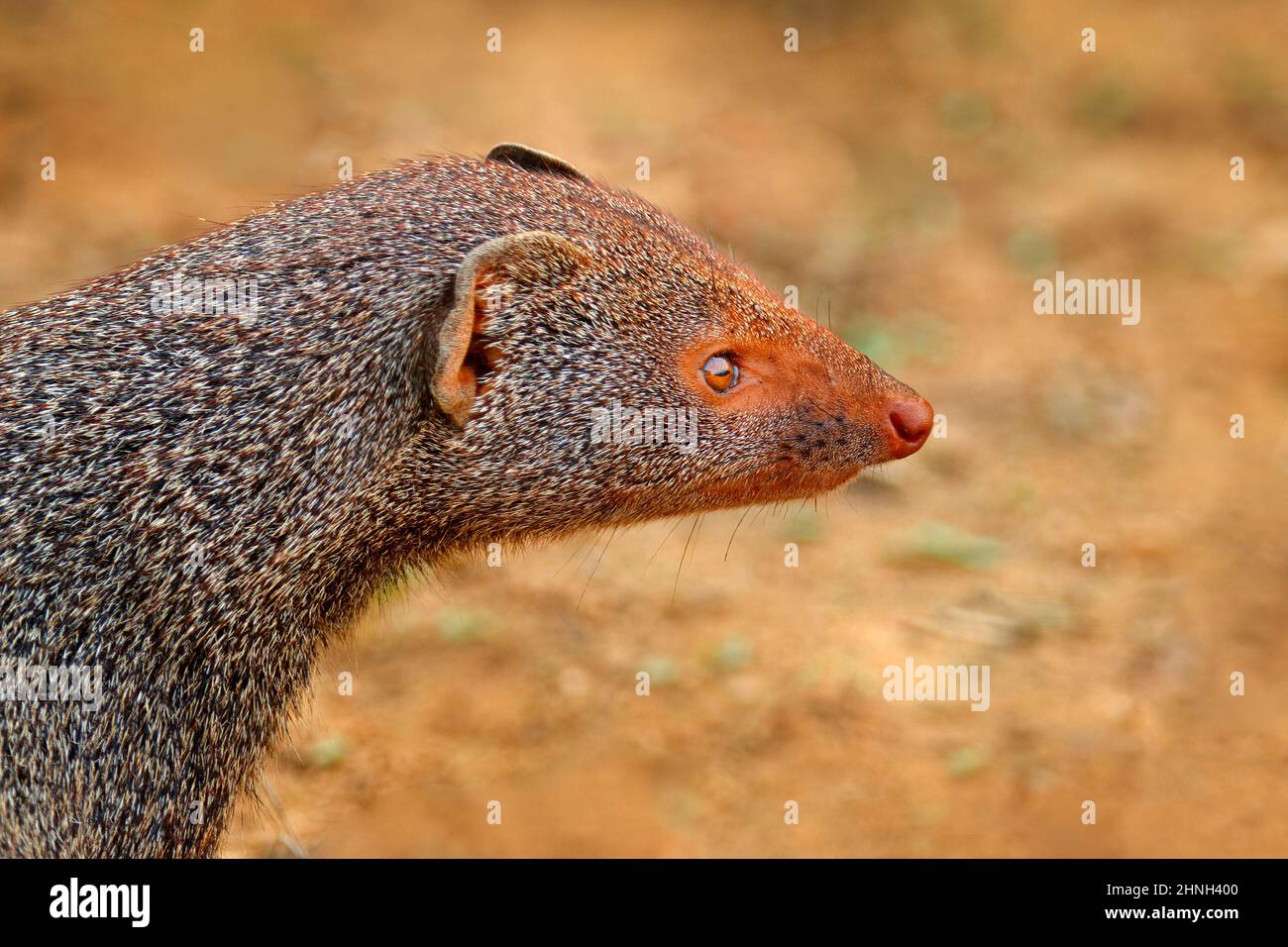 Mongoose, portrait de tête détaillé. Animal mignon Ruddy mongoose, Herpestes smithii, espèces indigènes des forêts de collines en Inde et au Sri Lanka. Comportement des mammifères Banque D'Images