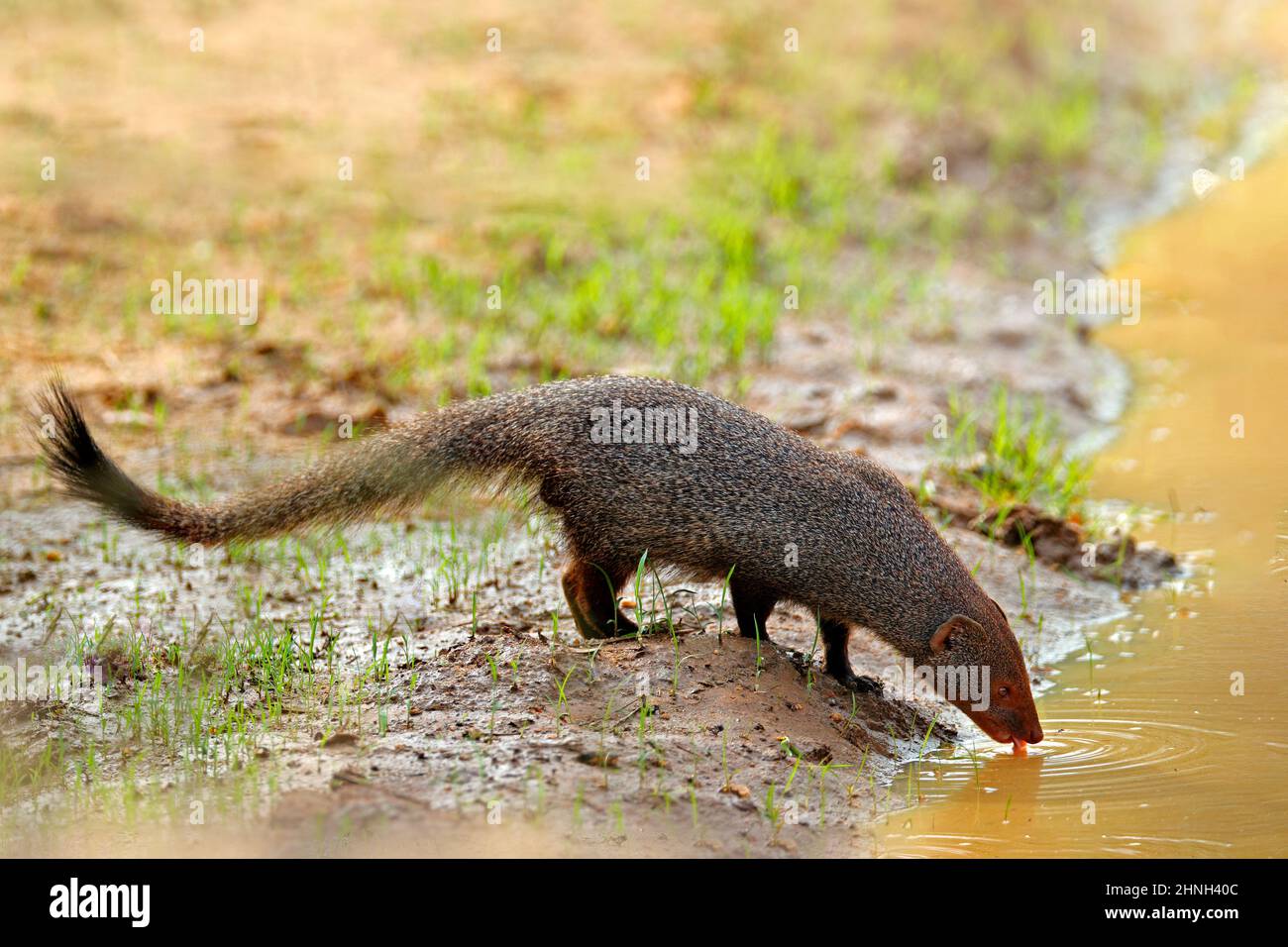 Eau potable Mongoose. Animal mignon Ruddy mongoose, Herpestes smithii, espèces indigènes des forêts de collines en Inde et au Sri Lanka. Comportement des mammifères. Wildl Banque D'Images