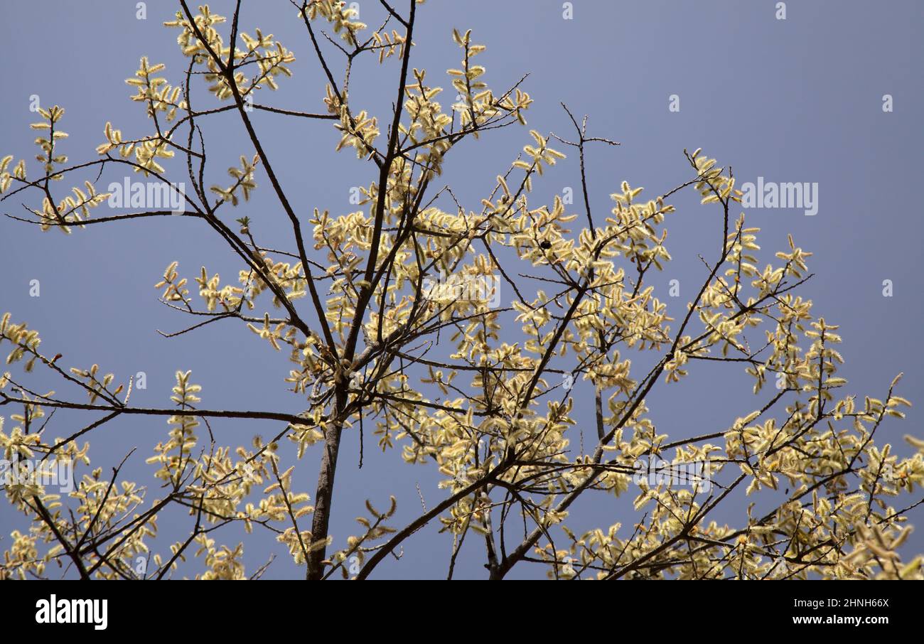 Flore de Gran Canaria - Salix canariensis, saule des îles Canaries, chatons doux jaune clair fleuris en hiver Banque D'Images