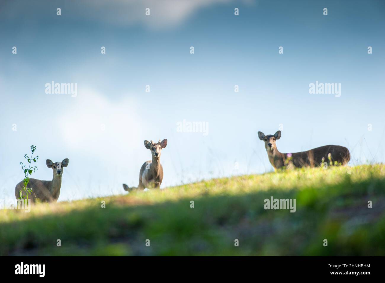 Un troupeau de cerfs de Hog tombe sur la prairie sur la colline, les nuages, et le ciel bleu en arrière-plan. Sanctuaire de la vie sauvage de Phukaew, Thaïlande. Banque D'Images