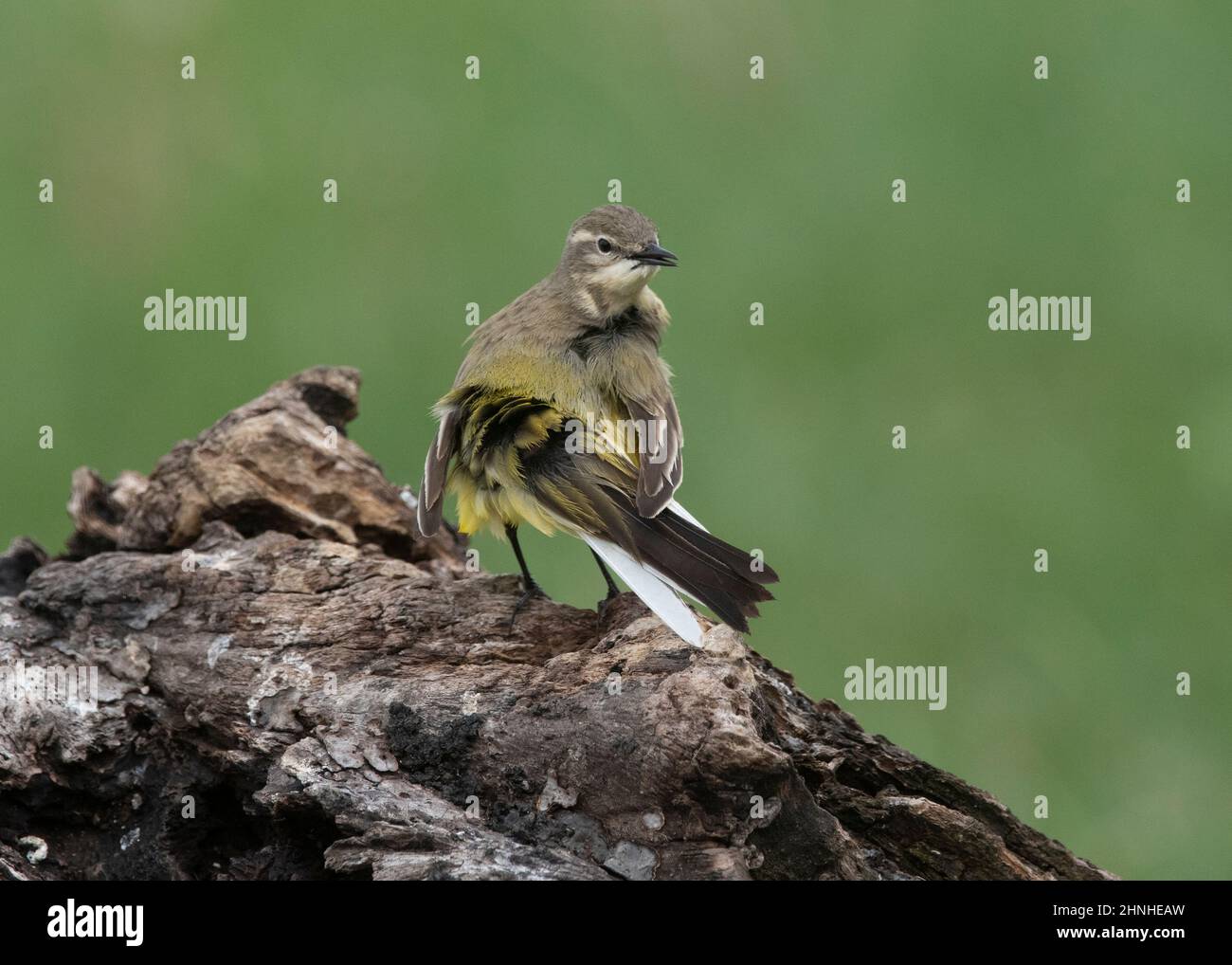 Jaune de queue de cheval (Motacilla flava thunbergi), parc national de Hortobágy, Hongrie Banque D'Images