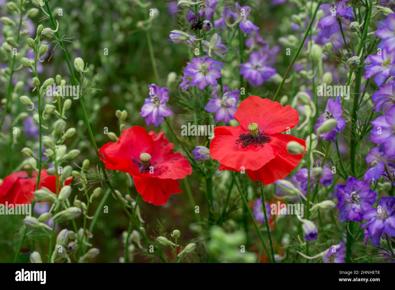 fleurs de pavot au printemps, fond floral de printemps Banque D'Images