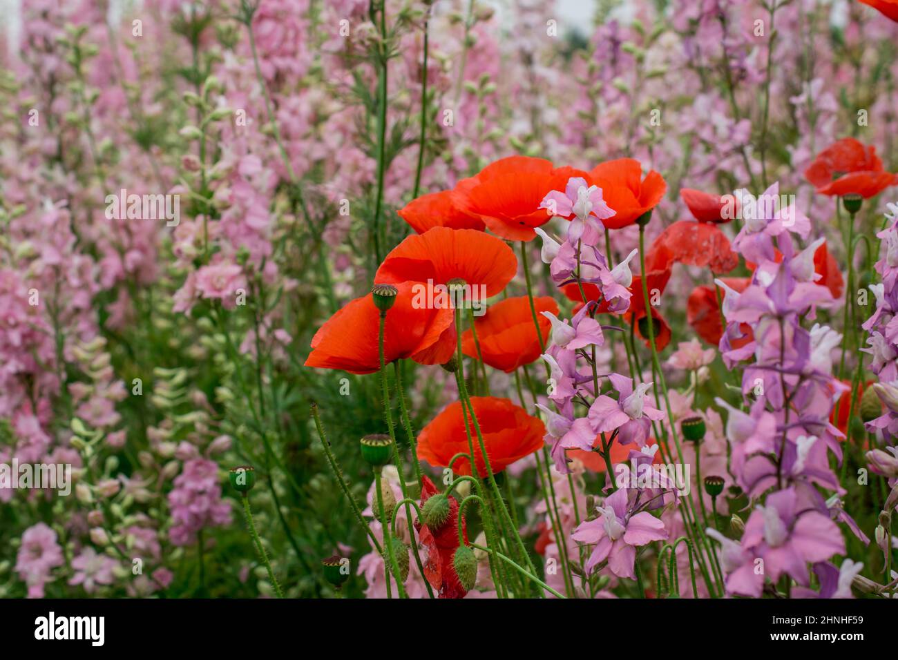 fleurs de pavot au printemps, fond floral de printemps Banque D'Images