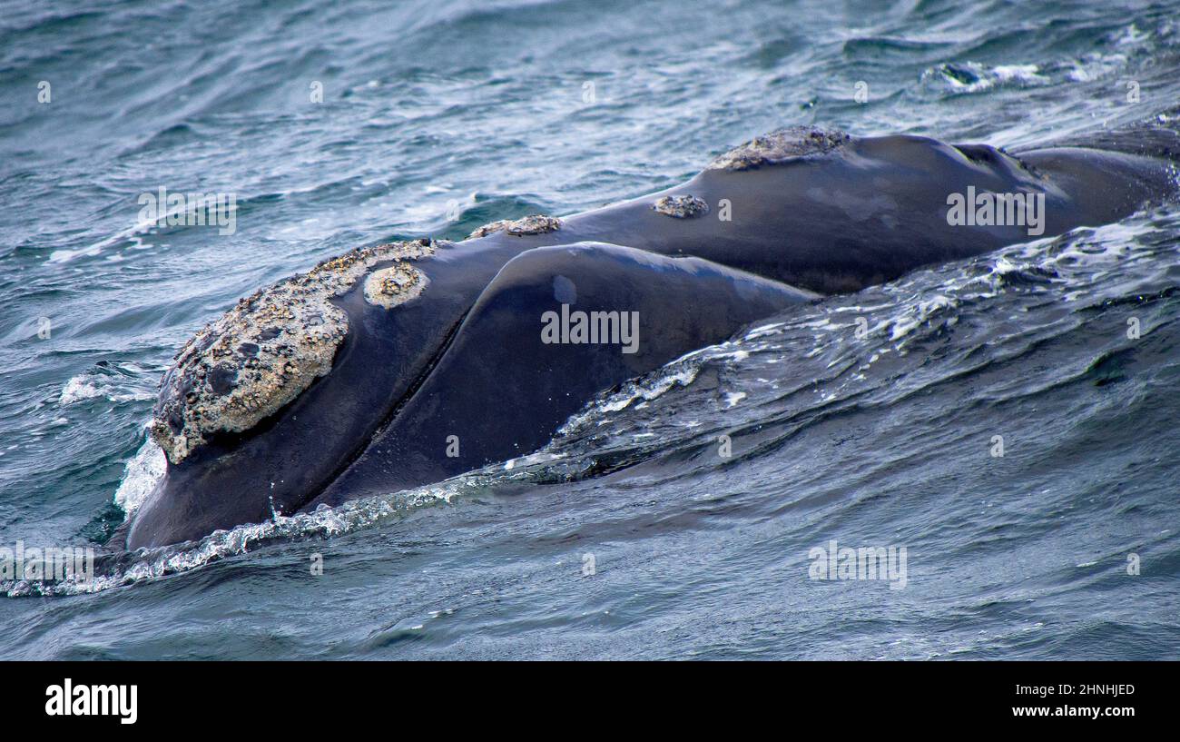 Baleine noire méridionale, Eubalaena australis, Gansbaai, Cap-Occidental, Afrique du Sud, Afrique Banque D'Images