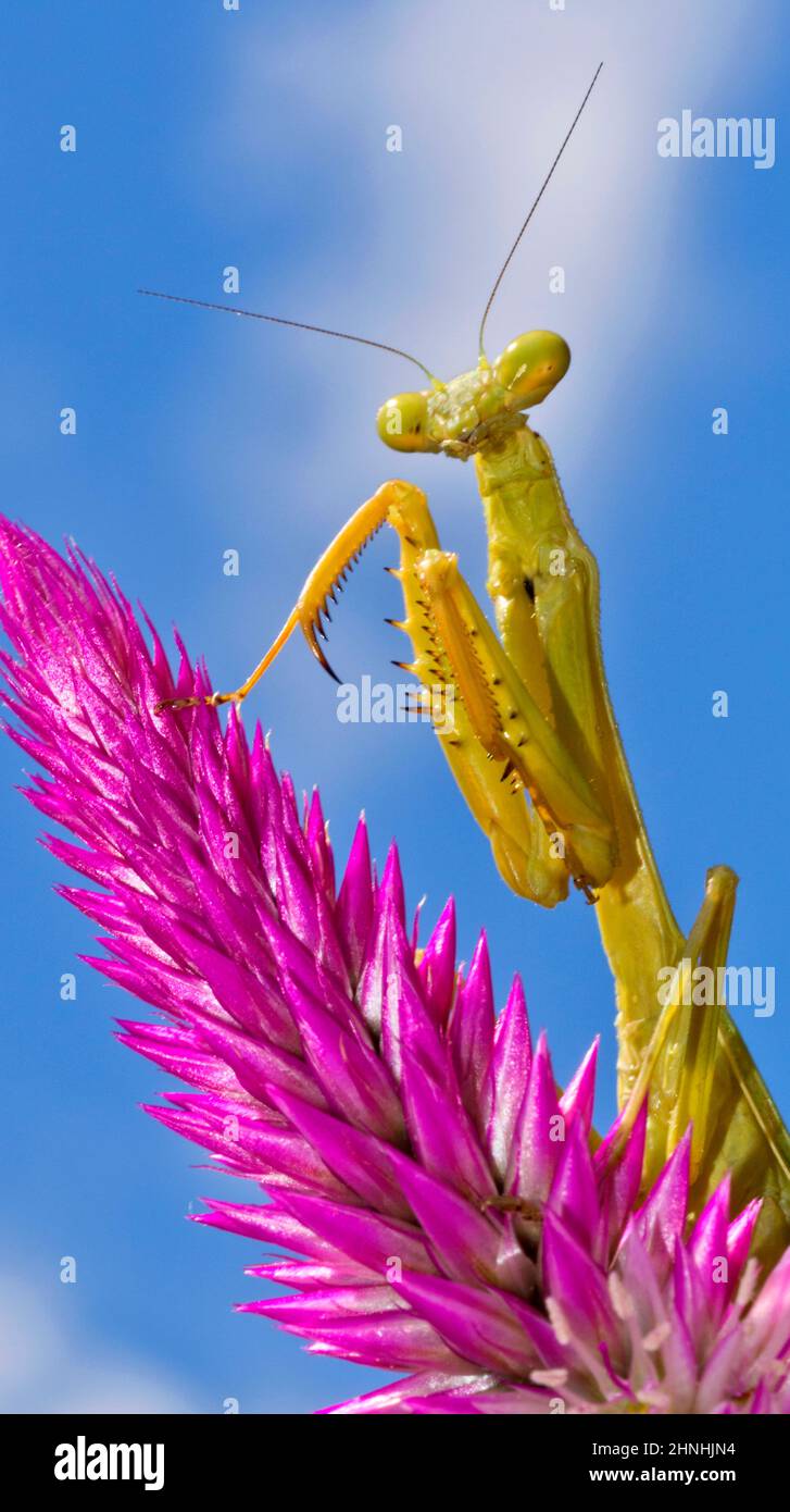 Prière de Mantis, Forêt tropicale, Costa Rica, Amérique centrale, Amérique Banque D'Images