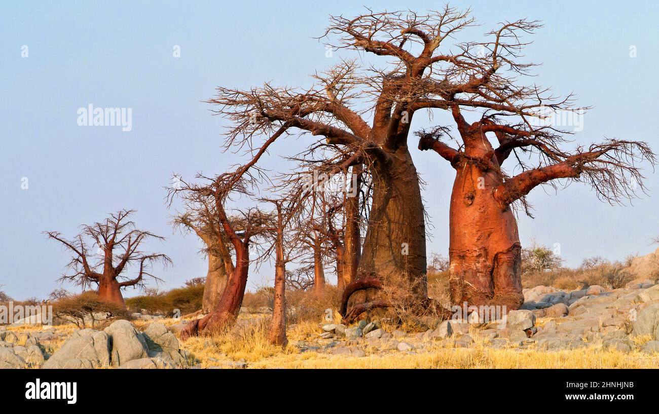 Le Baobab, Adansonia digitata, Kubu Island, mer Blanche de sel, Lekhubu, Makgadikgadi Pans National Park, Botswana, Africa Banque D'Images