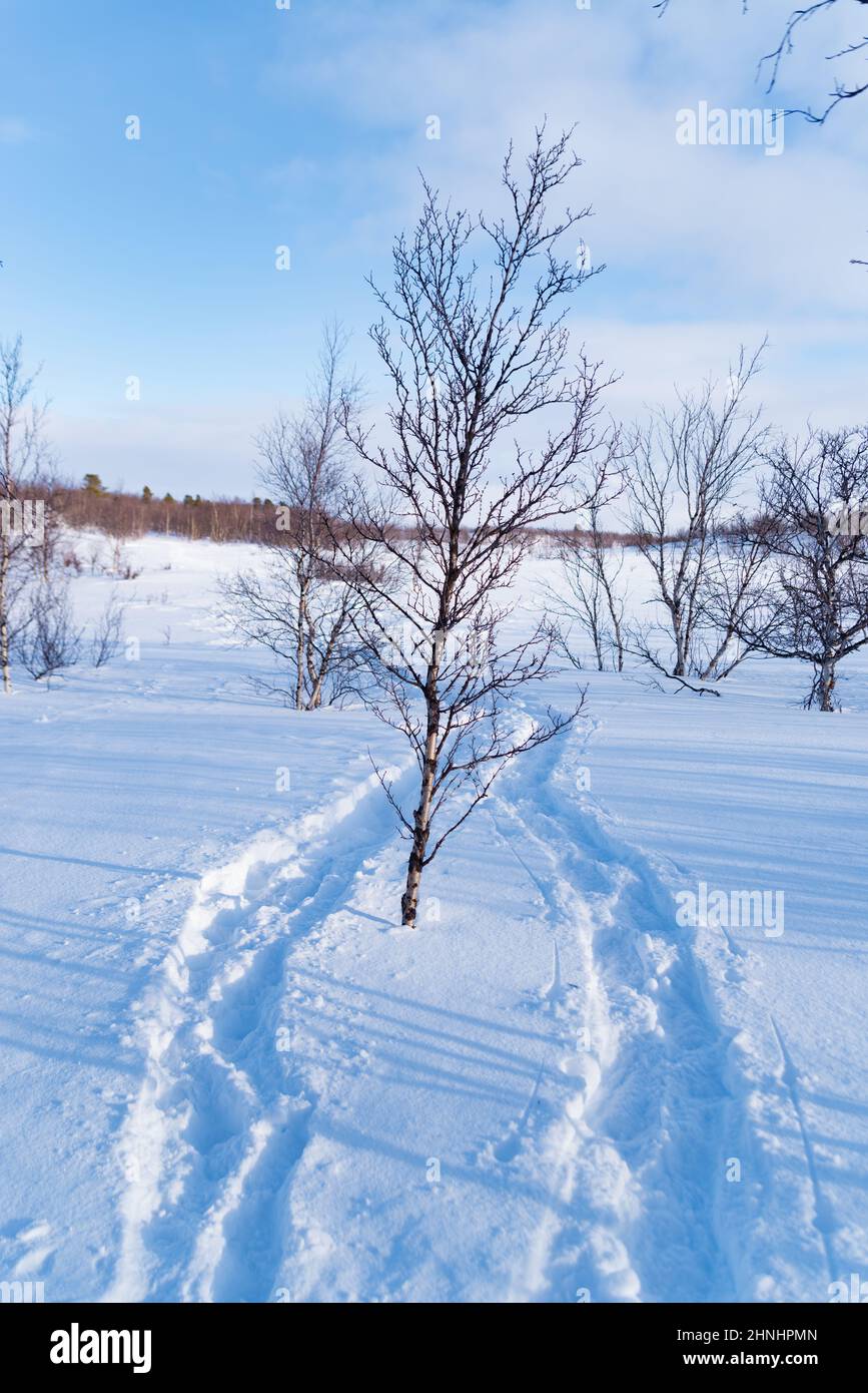 Paysage d'hiver blanc en Laponie suédoise Banque D'Images