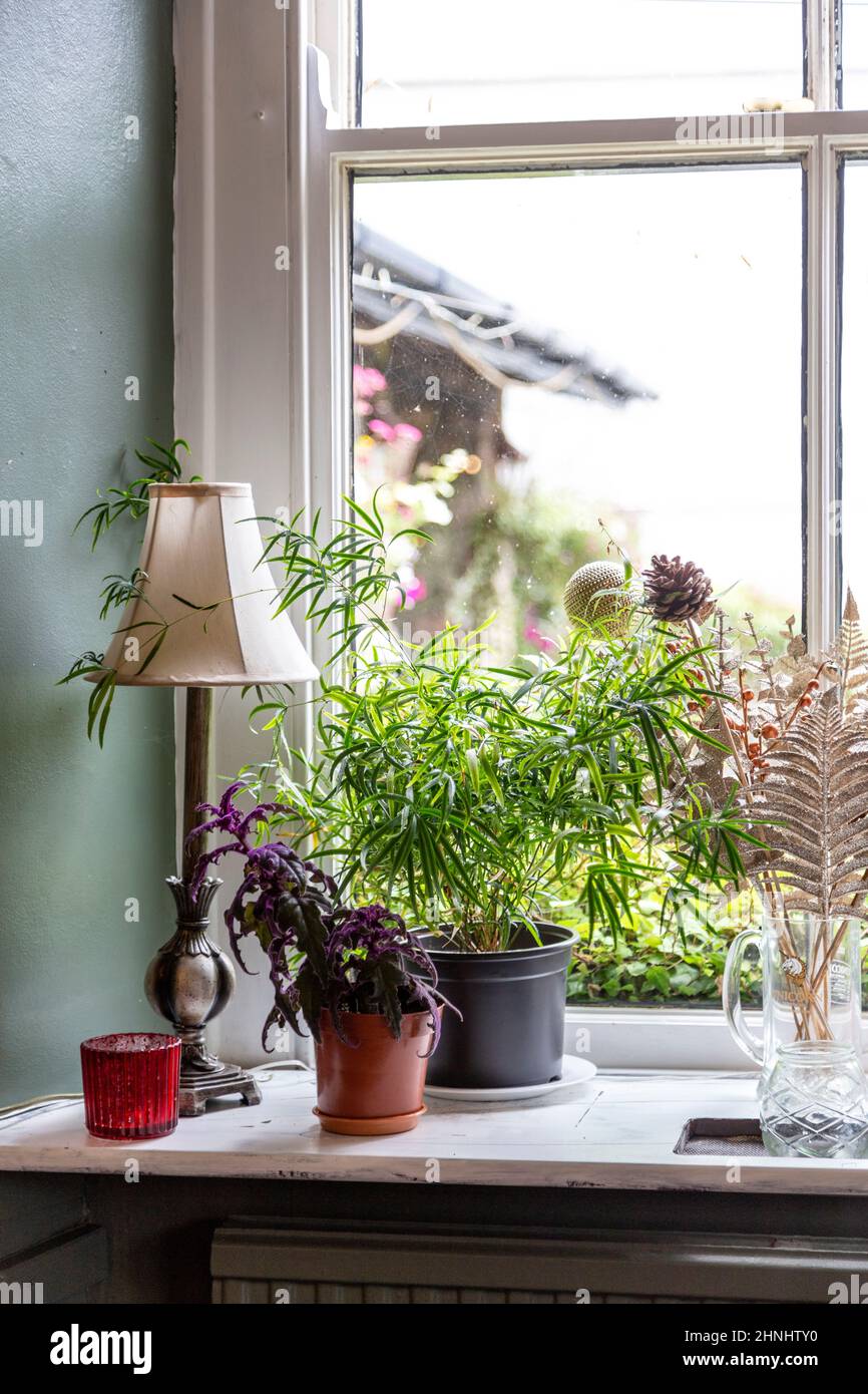 Plantes et décorations dans la fenêtre au pub Prince Llewelyn, village de Beddgelert à Gwynedd, parc national de Snowdonia, pays de Galles, Royaume-Uni Banque D'Images
