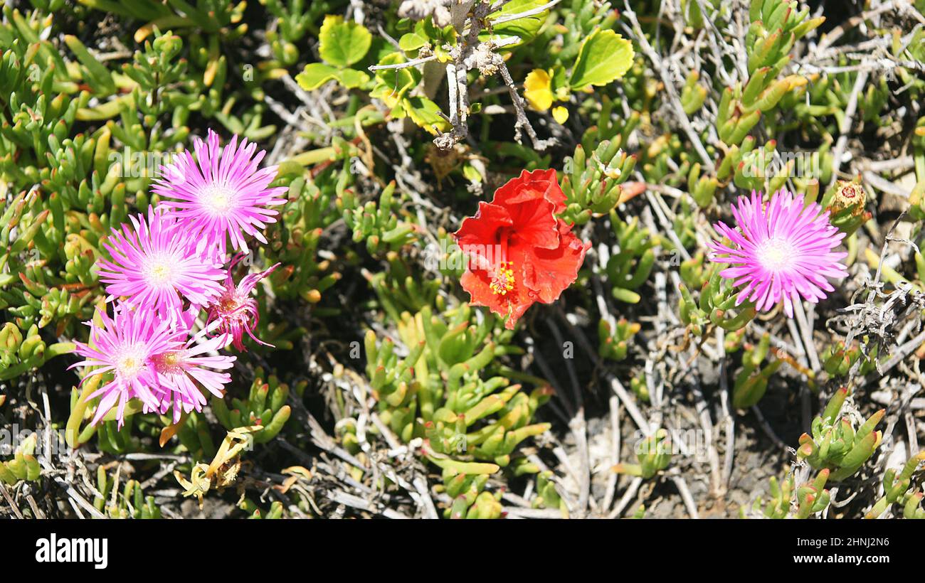 Flore canarienne sur l'île d'El Hierro, Santa Cruz de Tenerife, Iles Canaries, Espagne, Europe Banque D'Images