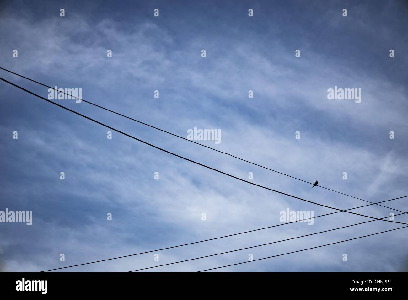 Petit oiseau reposant sur un câble d'alimentation. Espace libre à écrire. Banque D'Images
